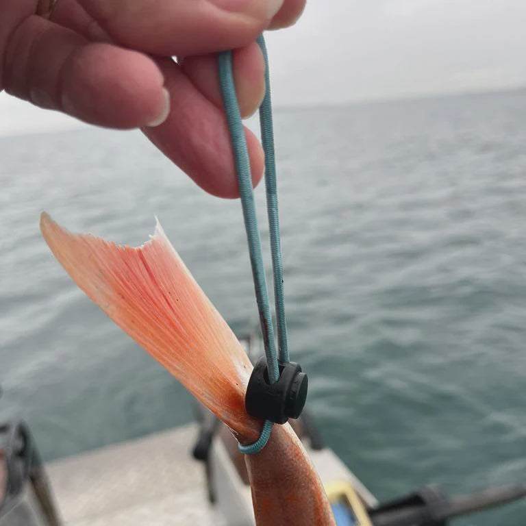 Tail Tag Fishing Identifying Tags