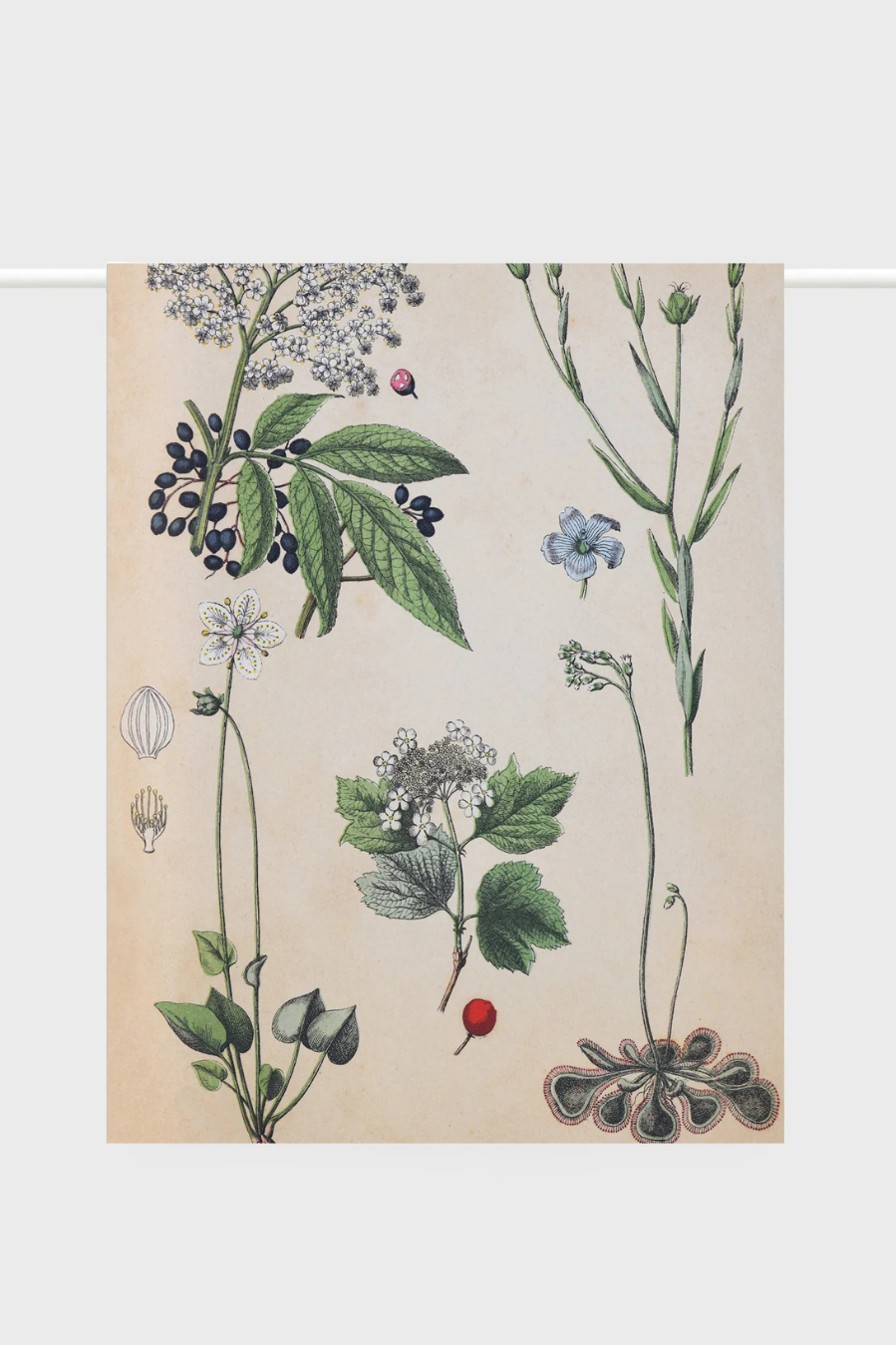 Lettuce Tea Towel - Field Botany