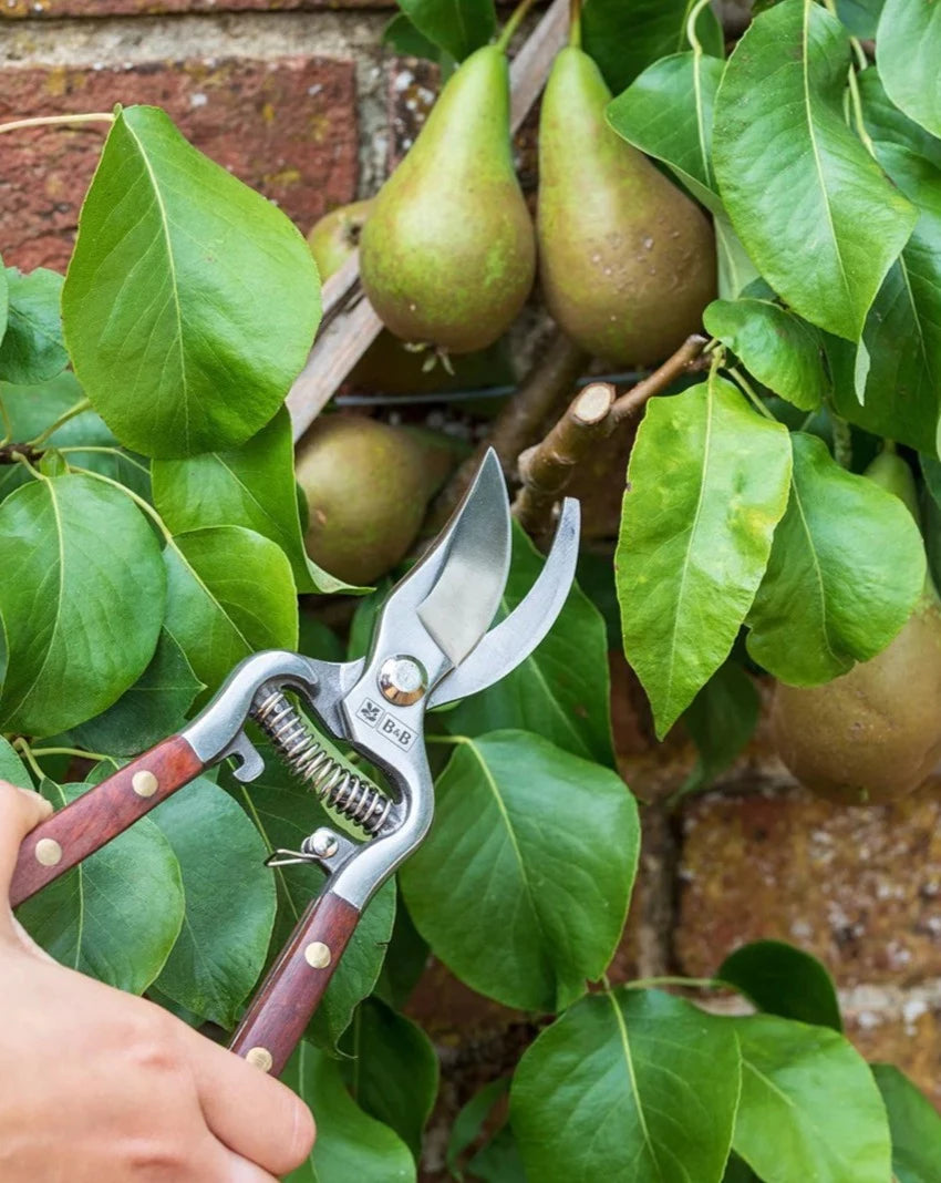 Burgon & Ball National Trust Secateurs